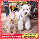 puppytie狗狗牽引繩小型犬狗繩遛狗繩背心式泰迪柯基寵物胸背帶狗狗胸背帶 櫻花粉-胸背帶+牽引繩 S-小型 建議8-16斤