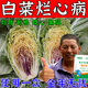 白菜病菌清專用藥大白菜防爛心爛根莖腐病軟腐病專用藥微生物菌劑 【8袋裝】以菌克菌無殘留