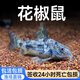 花椒鼠魚(yú)花鼠魚(yú)熱帶觀(guān)賞魚(yú)溫和底棲清潔魚(yú)小型魚(yú)工具魚(yú)除藻觀(guān)賞魚(yú) 花椒鼠5條 送2條備損 2-3cm