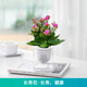 植導(dǎo)引力綠植小盆栽懶人吸水盆室內(nèi)桌面好養(yǎng)植物綠蘿發(fā)財(cái)樹(shù)多款任選 長(zhǎng)壽花+早安吸水盆