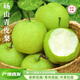 碭睿正宗碭山翠冠梨翠玉梨青皮蜜梨皇冠梨蘋果梨雪梨新鮮水果現(xiàn)摘現(xiàn)發(fā) 5斤（7-9個果【大果】彩箱）