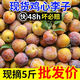 東北秋李子水果新鮮當季脫骨李干核現摘孕婦正宗酸甜雞心小李子 5斤