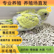 萌寵雛鳥(niǎo)鸚鵡活體幼鳥(niǎo)手養鳥(niǎo)說(shuō)話(huà)鳥(niǎo)半毛虎皮牡丹玄風(fēng)鳥(niǎo)愛(ài)情鳥(niǎo)雛鳥(niǎo) 黃色半毛【送奶粉喂食器】