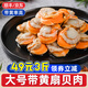 一蝦一世界冷凍大號帶黃扇貝肉 無沙蒜蓉粉絲扇貝去殼去沙 海鮮火鍋燒烤食材 大號扇貝肉500g*3袋【40/60規(guī)格】
