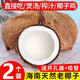 兮柔海南椰子 老椰子毛椰子椰皇肉厚煲湯榨汁椰子雞孕婦椰子新鮮水果 2個(gè)裝