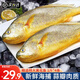 尚致冰鮮黃花魚(yú)青島新鮮大黃魚(yú)生鮮黃魚(yú)鮮活冷凍特大深海魚(yú)海鮮禮盒 大黃花魚(yú)1斤/條【4條】
