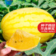 大禹懶漢西瓜種子苗特大適合南方早熟懶人8424麒麟瓜美都無(wú)籽水果蔬菜 金色麗人黃皮黃瓤西瓜種子100粒