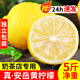 四川安岳黃檸檬新鮮水果奶茶店專用現(xiàn)摘無籽薄皮一級香水甜檸檬青 1斤 120-140g大果(實惠嘗鮮款)
