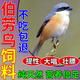 開心寵樂園伯勞鳥飼料提性壯膘專用食幼鳥開口營養(yǎng)鳥糧屠夫鳥喜鵲畫眉鳥葷料 1袋【營養(yǎng)全面】1斤