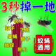 萬(wàn)代蘭蒼蠅蚊香驅趕神器無(wú)味一聞全死蒼蠅藥養殖場(chǎng)專(zhuān)用飯店蚊子驅趕神器 1盒/體驗裝【蒼蠅不再來(lái)】速效