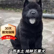 現(xiàn)貨純種廣西五黑犬幼犬大型純黑土獵犬中華田園犬土狗幼崽趕山犬 寵物級 五黑犬 精品級