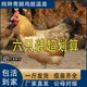 一斤重麻羽雞苗高產(chǎn)綠殼蛋雞苗散養(yǎng)半大土雞活苗小雞活苗蛋雞苗 8兩-1斤的青腳雞  6只【2公4母】