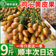 四叔公果蔬金獎·雞心黃皮果【JD閃送】廣東新鮮雞心果當(dāng)季送禮水果禮盒 （自吃推薦-顆顆精品）鎖鮮裝 3斤裝【超值推薦-80%買】凈2斤