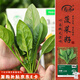 壽禾小葉菠菜蔬菜種子苗秋季種籽耐寒 濰育農(nóng)家小葉菠菜種子100g*2袋
