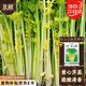 北蔬 黃心芹菜種子種苗四季小香芹蔬菜籽 卓脆黃心小香芹種子約5800粒