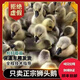 潮汕獅頭鵝苗正宗一斤汕頭小獅頭鵝活苗特大種純種獅頭鵝成年幼苗 拍15送5只路損【共20只3兩左右】