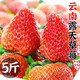 草莓新鮮現(xiàn)摘當(dāng)季新鮮水果生鮮包郵 5斤 中大果【單果14-25g】 蛋糕烘焙