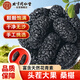 同仁堂（TRT）桑椹干免洗無(wú)沙黑桑椹果干泡水泡酒桑果干茶鎖陽(yáng)桑葚子養(yǎng)生茶