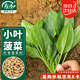 壽禾 菠菜種子種苗小葉秋季栽培蔬菜種籽 搶鮮小葉菠菜種子30g/袋*3