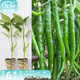 壽禾辣椒苗子大全小米椒秋季蔬菜苗壽光秧苗帶土盆栽陽臺(tái)菜苗子 線椒苗6棵