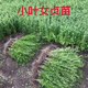 庭院圍墻四季常青小葉女貞樹(shù)苗圍欄耐寒北方綠籬綠化工程苗水蠟樹(shù) 小葉女貞30-40厘米高50棵 其他