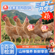 三德子好甄選金寨童子雞 跑山雞農(nóng)家散養(yǎng)生態(tài)雞新鮮雞肉單只1.3斤以上 4只裝（單只1.3斤及以上）