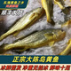 大黃魚東海大陳島黃花魚生態(tài)半野生深水養(yǎng)殖黃魚新鮮海捕冰鮮海鮮 0.7-0.9斤/條 2條裝