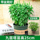 臨雅九層塔盆栽可食用羅勒苗薄荷驅蚊植物室內庭院金不換迷迭香料綠植 【帶盆25cm*1棵】九層塔苗-帶盆栽好