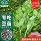 壽禾 脆嫩豌豆尖種子苗豆苗秋季蔬菜種籽 脆嫩2號豌豆尖種子50g*2袋
