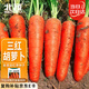 北蔬 胡蘿卜種子苗三紅七寸參秋季蔬菜種籽 新黑田紅筍胡蘿卜種子10g