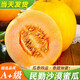久雅優(yōu)鮮甘肅民勤黃金蜜瓜 黃河蜜黃皮蜜瓜新鮮哈密甜瓜生鮮整箱應(yīng)季水果 百選凈重4.5-5斤【2個(gè)裝】