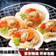 蒜蓉粉絲扇貝大號(hào)粉絲貝新鮮冷凍蒸烤即食半成品燒烤食材 300g /袋【6只】 300g*4袋 【共24只】