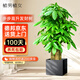 植男植女步步高發(fā)財樹大棵盆栽客廳落地室內(nèi)大型綠植物綠植招財樹源頭直發(fā)