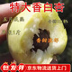 聽(tīng)雪樓嫁接香白杏樹(shù)苗大白杏甜杏樹(shù)活苗南方北方庭院種植盆栽地栽果樹(shù)苗 3年苗【直桿苗壯苗】1顆 香白杏樹(shù)苗