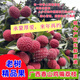 雞嘴荔枝[次日達]廣西荔枝香山核心產(chǎn)區(qū)40歲老樹果樹上熟產(chǎn)地直發(fā) 2斤（嘗鮮版10%客戶選擇）