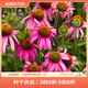 虹越萌吖吖花卉種子 花園庭院陽(yáng)臺(tái)賞花切花種子 紫松果菊 淡紫色