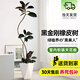 愛(ài)優(yōu)尚橡皮樹(shù)造型黑金剛室內客廳大型盆栽四季常綠植落地源頭直發(fā)