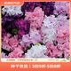 虹越進口矮牽牛種子 萌吖吖系列花園陽臺易種可垂吊花卉種子 重瓣矮牽牛 雙瀑布混色