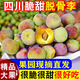 四川脫骨李5斤當季新鮮水果孕婦脆紅李空心李茵紅李半邊紅現摘 5斤 特大果【單果25g以上】