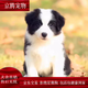 麥基樂(lè )純種邊牧幼犬邊境牧羊犬七白三通隕石邊牧犬黑白金邊中型犬寵物狗 寵物級 邊牧 公母備注