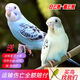 萬(wàn)寵匯 鳥(niǎo)活體虎皮鸚鵡籠養牡丹玄風(fēng)活鳥(niǎo)學(xué)說(shuō)話(huà)手養小太陽(yáng)鸚鵡寵物鸚鵡 白色云斑+藍色云斑