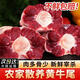 【順豐包郵】新鮮整根原切牛尾巴帶肉牛尾巴黃牛牛尾巴骨頭燉煮鹵 原切牛尾骨1000g
