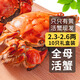 【活蟹】乾澄大閘蟹現(xiàn)貨 全母蟹2.3-2.6兩 10只 鮮活六月黃螃蟹生鮮海鮮禮盒裝源頭直發(fā)