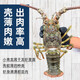 【JD&順豐】進(jìn)口小青龍 青龍澳洲龍蝦刺身錦繡龍蝦活蝦波龍海鮮 進(jìn)口小青龍8只【超值】 400-500g/只 進(jìn)口食材