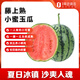 趣嘗鮮 藤上熟小蜜玉西瓜2粒 6-8斤水果1號會員店源頭直發(fā)