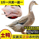 【順豐直達】生鮮鴨子 鴨肉農家散養鴨子土鴨整鴨笨鴨活鴨農村鴨 4斤左右整鴨(兩只)