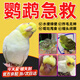 鸚鵡感冒藥鳥專用虎皮炸毛腸炎一片活拉稀綠便一滴活止瀉活性菌 1瓶【鸚鵡急救 家中常備】
