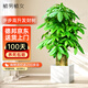 植男植女步步高造型發(fā)財樹(shù)盆栽花卉客廳室內大型綠植辦公室好養源頭直發(fā)