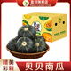 盈羽貝貝南瓜板栗味小南瓜正宗進(jìn)口種源新鮮蔬菜甜糯整箱發(fā)當(dāng)季 凈含量3-3.2斤(單果305g起)