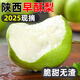 壹萌果蔬陜西早酥梨青皮梨子酥脆當(dāng)季現(xiàn)摘多汁新鮮時令孕婦水果非碭山酥 凈2.7斤-3斤|活動裝